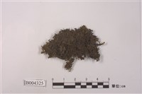 藏品(爪哇扁萼蘚)的圖片